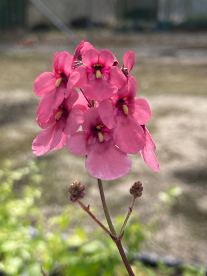 Diascia personata 'Hopley's' - Champion Plants