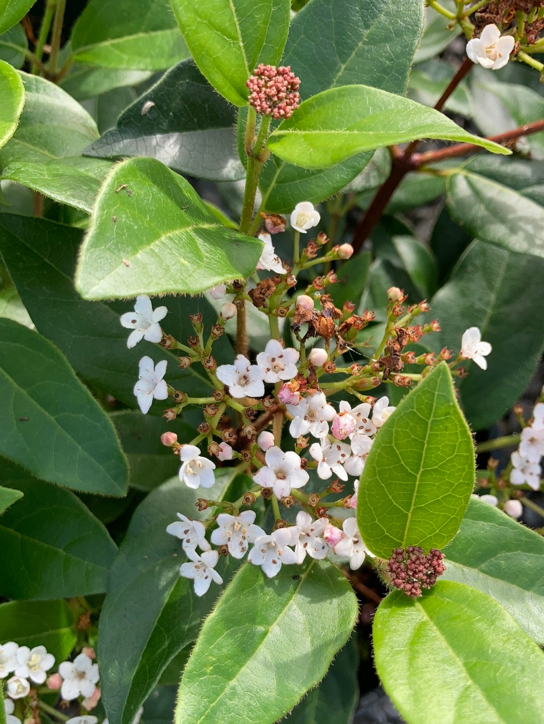 Viburnum tinus - Champion Plants