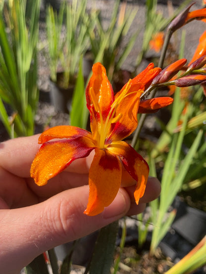 Crocosmia 'Emily McKenzie' - Champion Plants