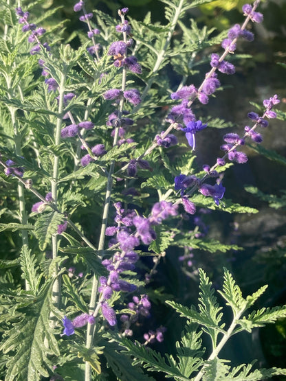 Perovskia Blue Spire - Champion Plants