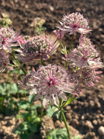 Astrantia major - Champion Plants