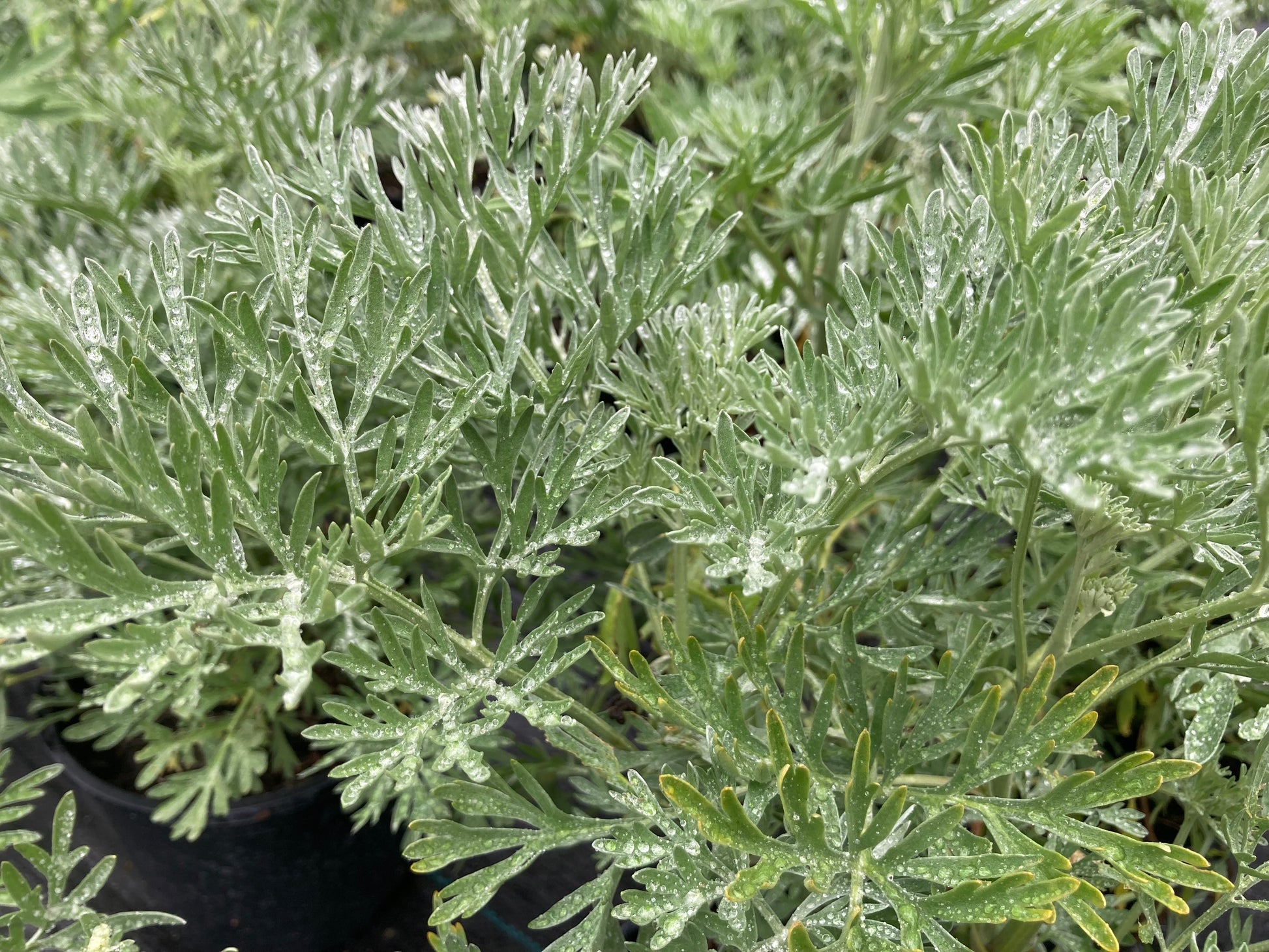 Artemisia Silverado - Champion Plants