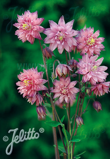 BUY Aquilegia vulgaris Rose Barlow Online Plants Nursery UK