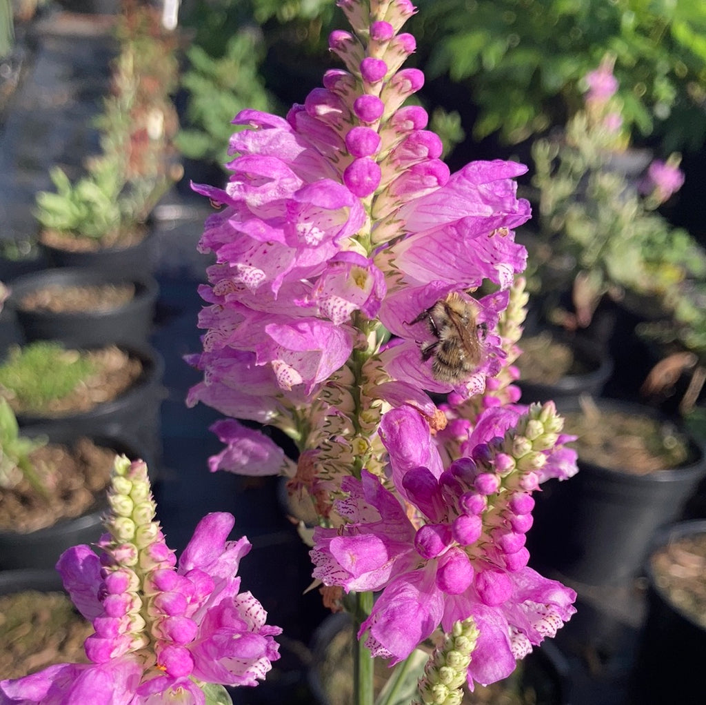 Physostegia Variegata – Champion Plants