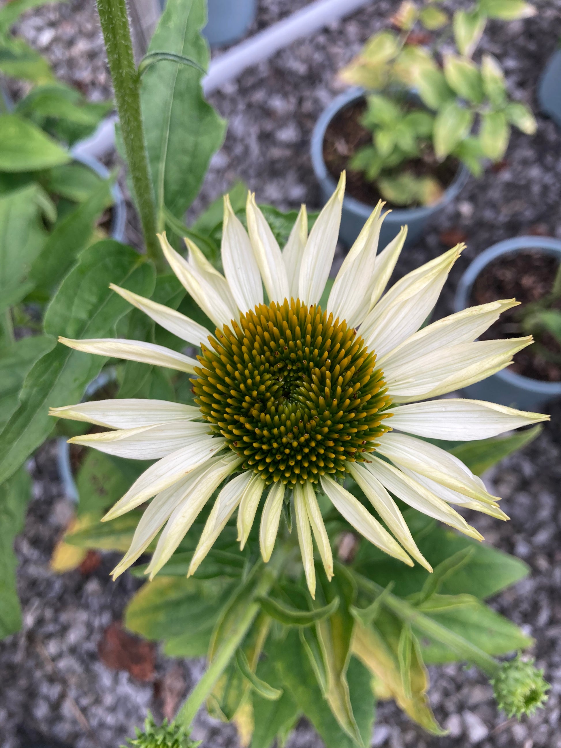 Echinacea purpurea Primadonna White - Champion Plants