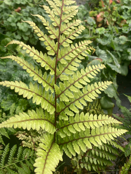 Athyrium otophorum var. okanum - Champion Plants