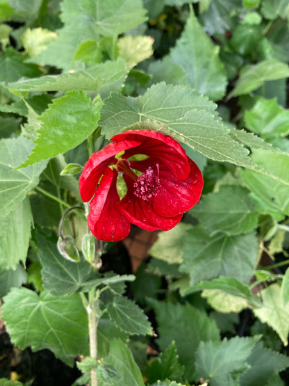 Abutilon Nabob - AGM - Champion Plants