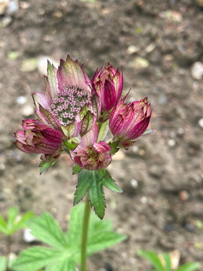 Astrantia major - Champion Plants