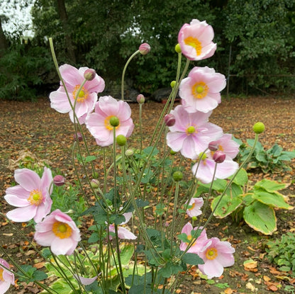 Anemone × hybrida 'Lorelei' - Champion Plants