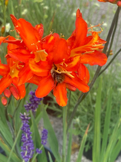 Crocosmia Spitfire - Champion Plants