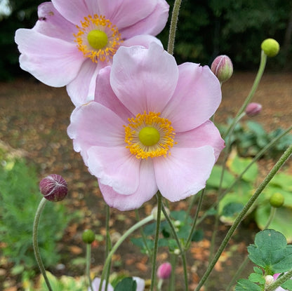 Anemone × hybrida 'Lorelei' - Champion Plants