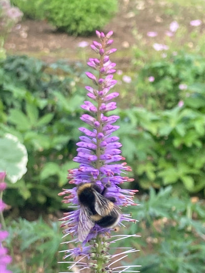 Veronicastrum Fascination - Champion Plants