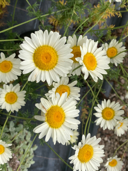 Anthemis tinctoria 'Sauce Hollandaise' - Champion Plants