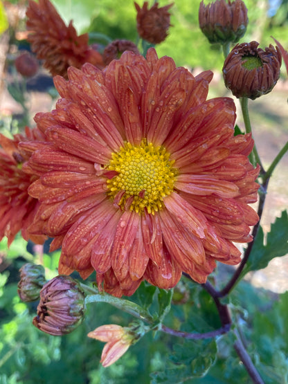 Chrysanthemum Paul Boissier - Champion Plants