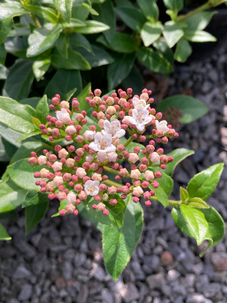 Viburnum tinus French White – Champion Plants