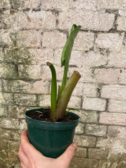 Zantedeschia aethiopica White Giant/Hercules (Arum Lily, Calla Lily) - Champion Plants