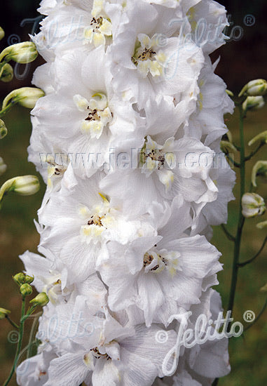 Delphinium Pacific Giants Galahad - Champion Plants