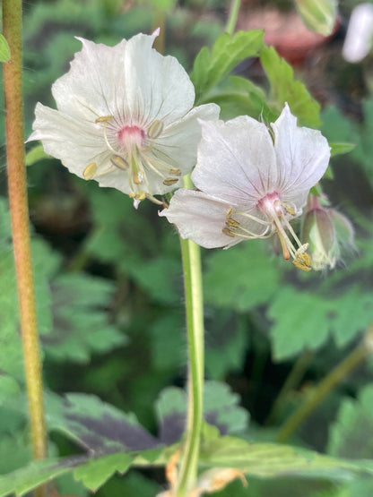 Geranium phaeum Misty Samobor - Champion Plants