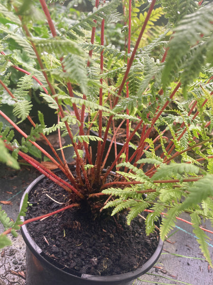 Athyrium otophorum var. okanum - Champion Plants