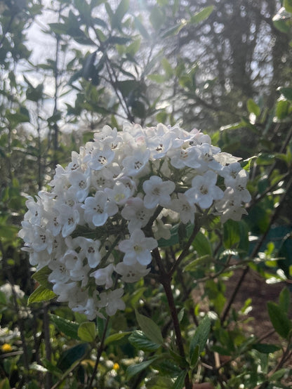 Viburnum x burkwoodii - Champion Plants