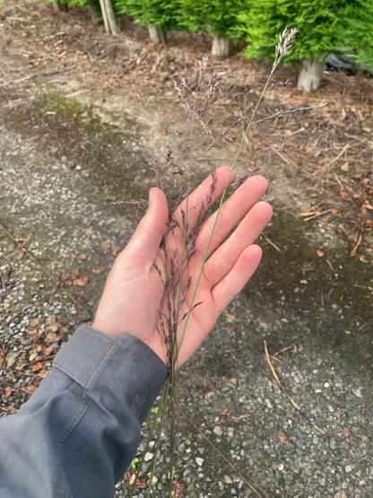 MOLINIA caerulea ssp. arundinacea Karl Foerster - Champion Plants