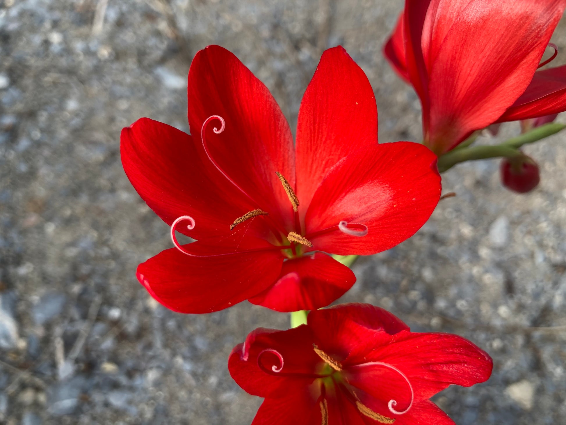 Hesperantha coccinea 'Cindy Towe' - Champion Plants