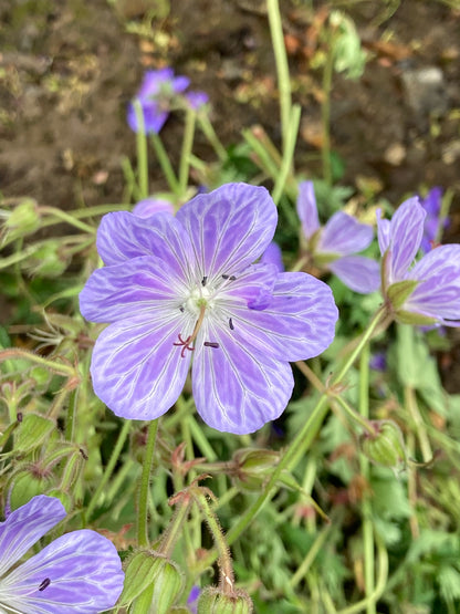 Geranium pratense 'Mrs Kendall Clark' - AGM - Championfull Plants