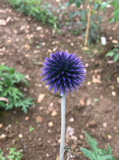 Echinops Vietch’s Blue - Champion Plants