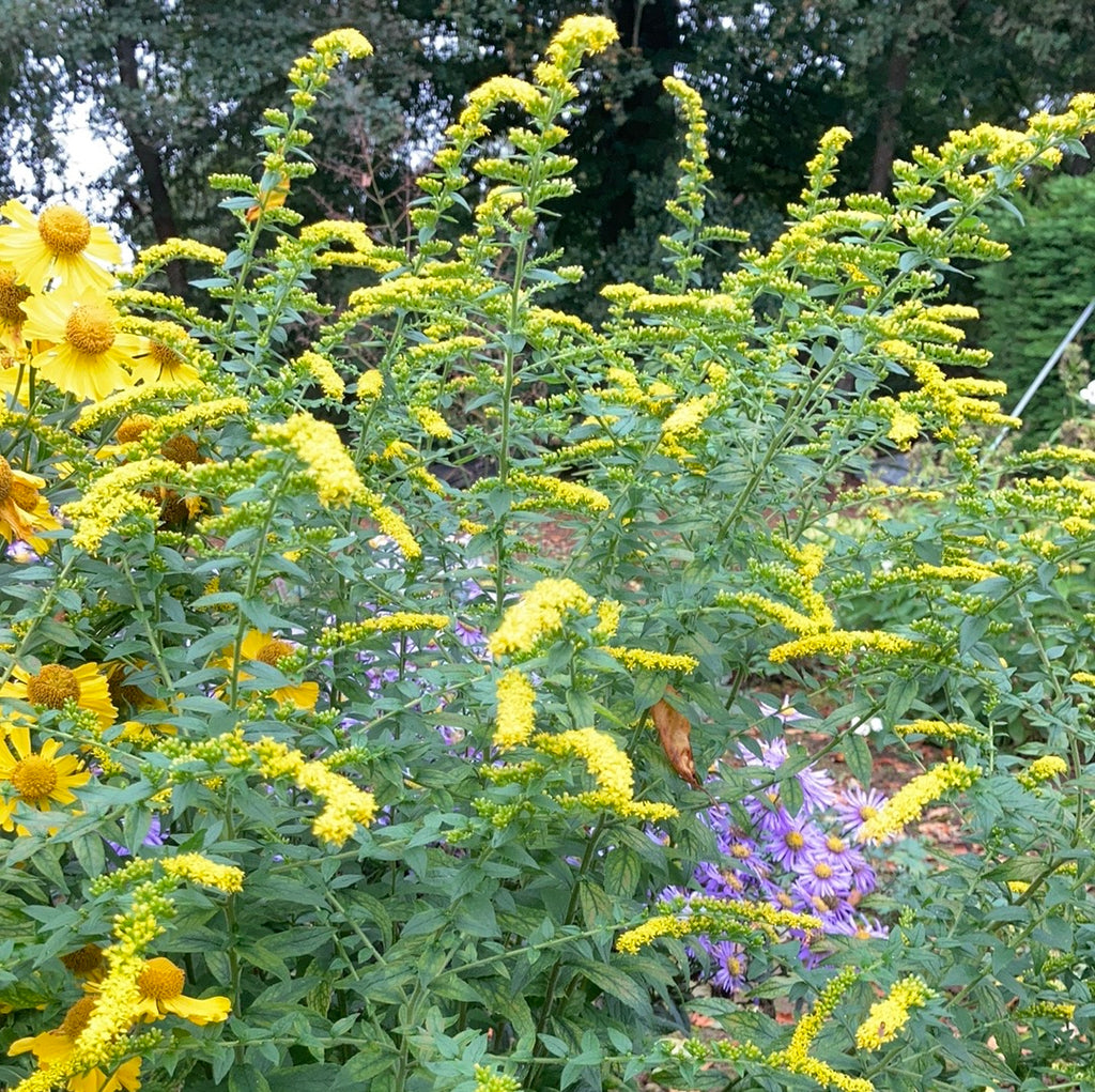 Solidago rugosa Fireworks - AGM – Champion Plants