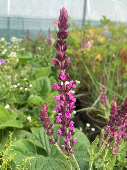 Salvia nemorosa Pink Beauty - Champion Plants