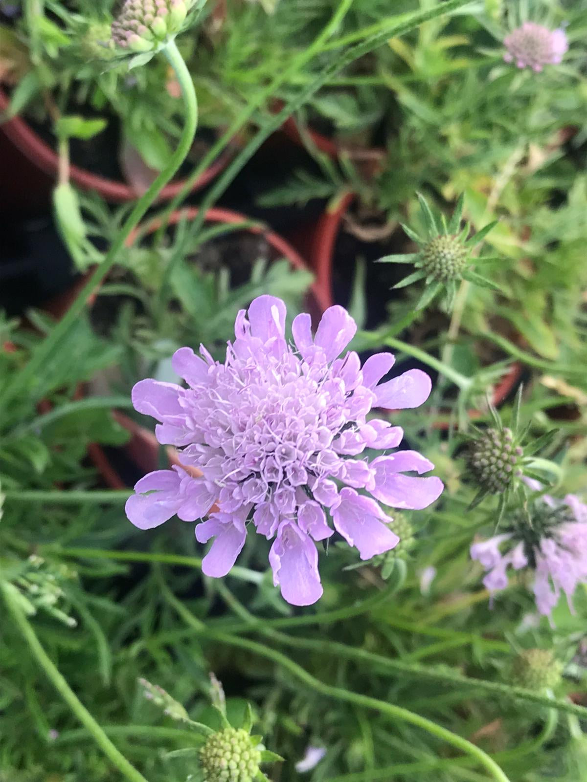 Scabiosa columbaria Misty Butterflies - Champion Plants