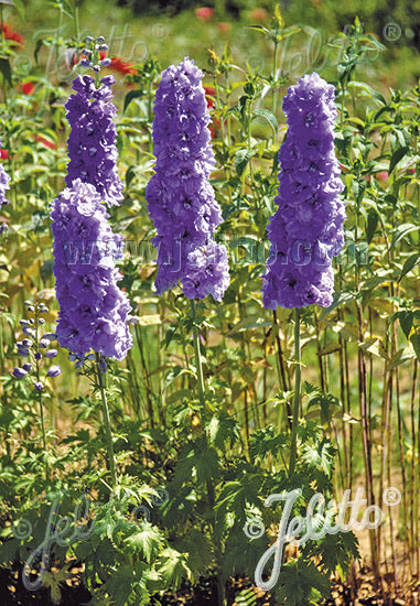 Delphinium Pacific Giants Camelliard - Champion Plants