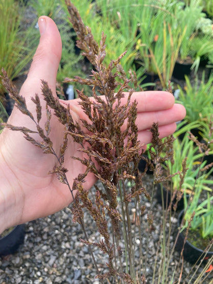 MOLINIA caerulea ssp.caerulea - Champion Plants