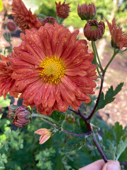 Chrysanthemum Paul Boissier - Champion Plants