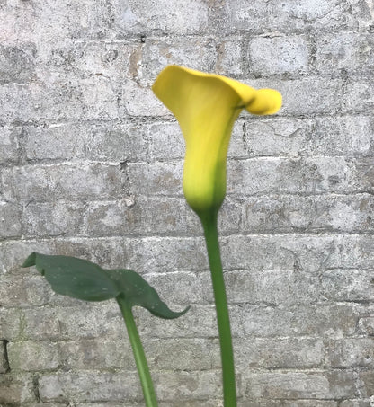 Zantedeschia pentlandii - Champion Plants