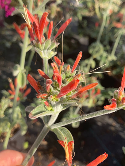 Dicliptera sericea - Champion Plants