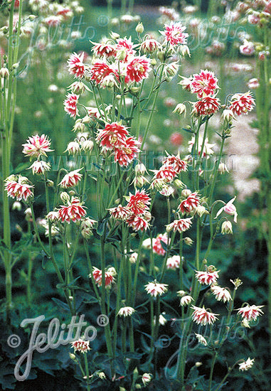 Aquilegia vulgaris var. stellata Nora Barlow - Champion Plants