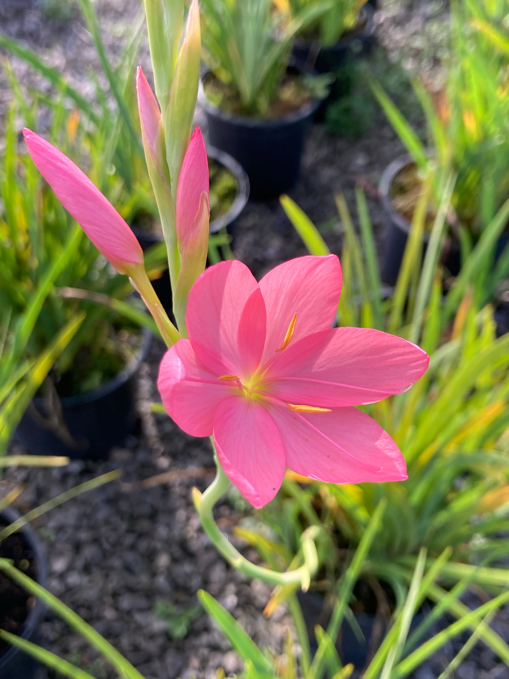 Hesperantha coccinea 'Sunrise' - AGM - Champion Plants