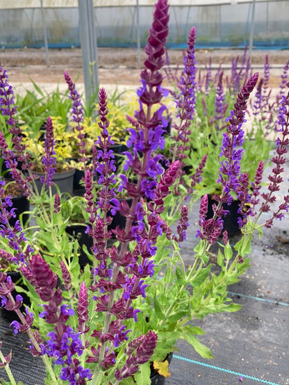 Salvia nemorosa Lubecca - AGM - Champion Plants