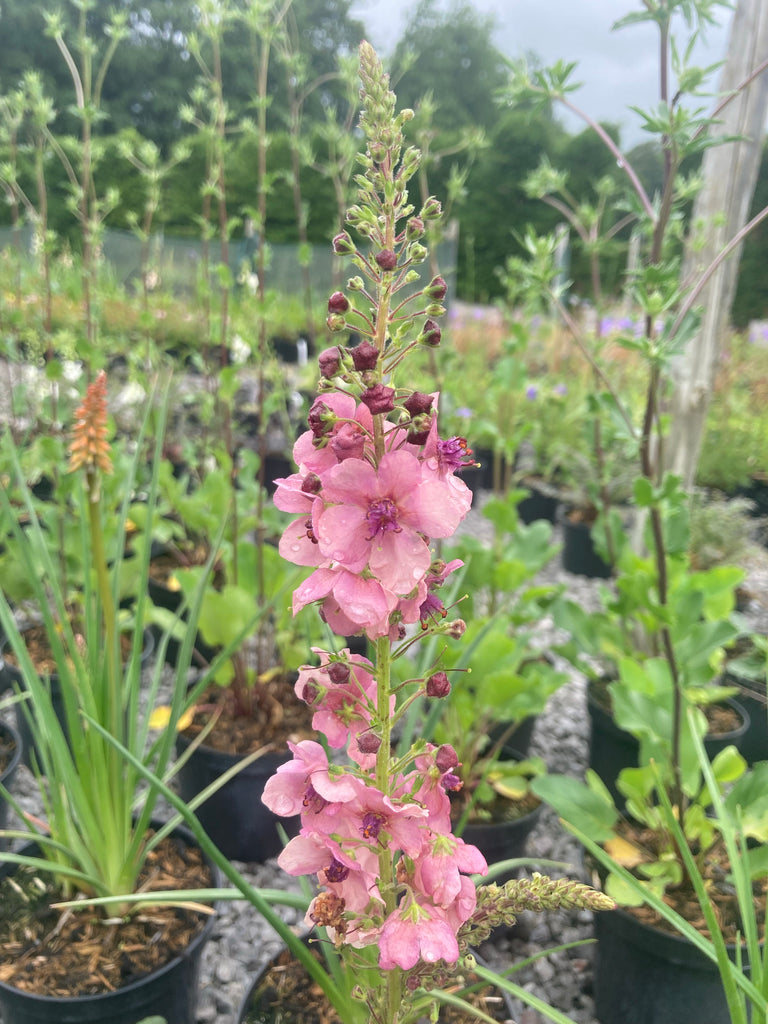 Verbascum Southern Charm Champion Plants