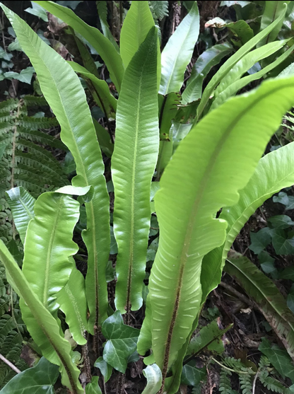 Asplenium scolopendrium - AGM - Champion Plants