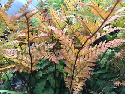 Dryopteris erythrosora - Champion Plants