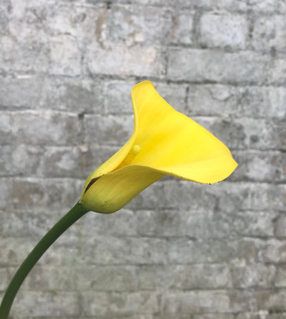 Zantedeschia pentlandii - Champion Plants