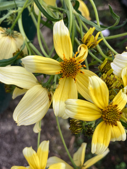 Bidens Hannays Lemon Drop - Champion Plants