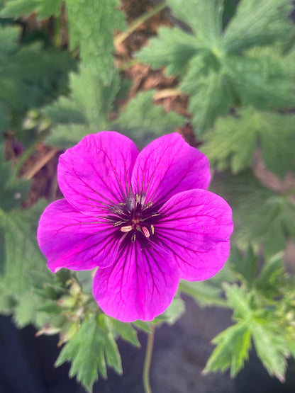 Geranium psilostenmon 'Ivan' - Champion Plants