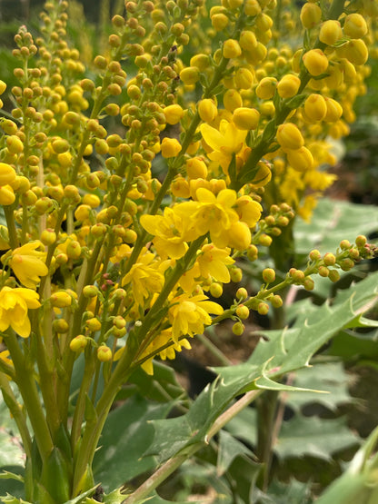 Mahonia media Lionel Fortescue - Champion Plants