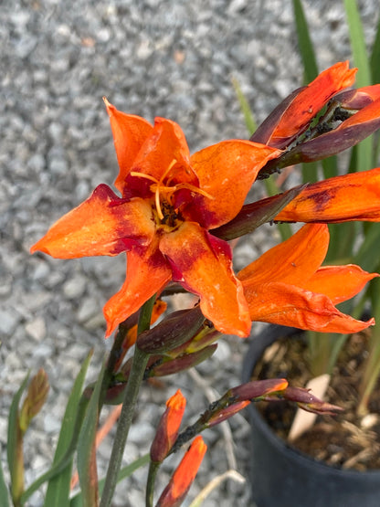 Crocosmia 'Emily McKenzie' - Champion Plants