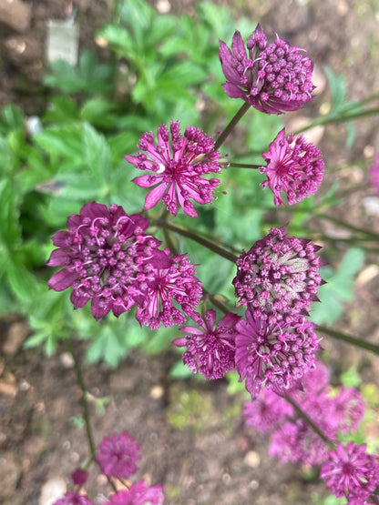 Astrantia Ruby Wedding - Champion Plants