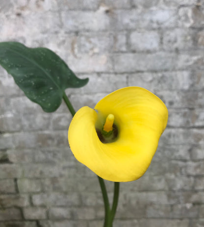 Zantedeschia pentlandii - Champion Plants