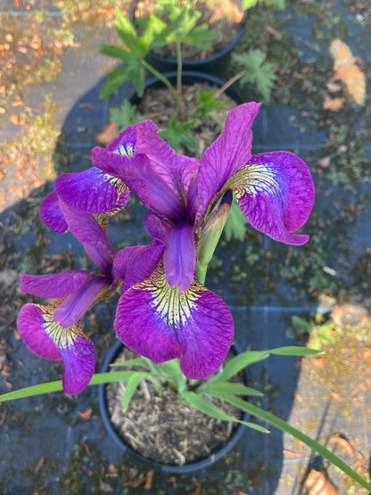 Iris sibirica Sparkling Rosé - Champion Plants